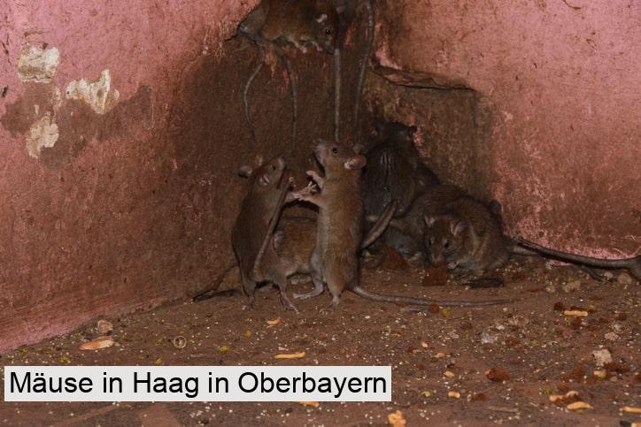 Mäuse in Haag in Oberbayern